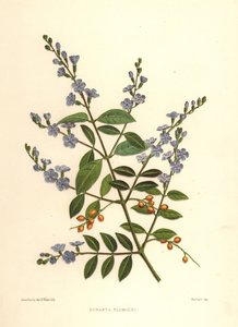 Arany harmatcsepp, galambbogyó vagy égbolt, Duranta erecta (Duranta plumieri)